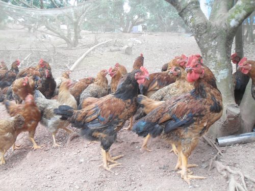 Tết này, người Hà Nội ăn gà đắt gấp đôi? - 4