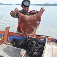 Ẩm thực - Ra đảo Ngọc ăn nhum