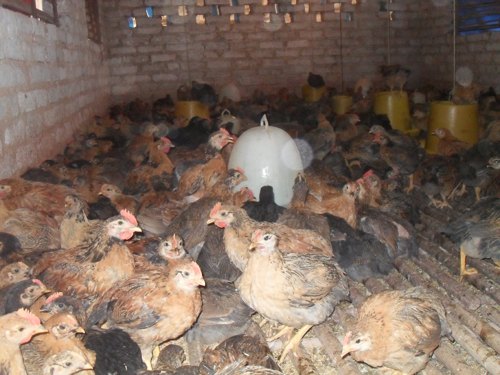 Gà đồi: Dán tem vào lồng vẫn lo - 2