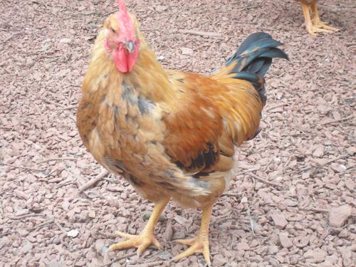 Gà đồi: Dán tem vào lồng vẫn lo - 4