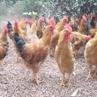 Tin tức Việt Nam - Gà đồi: Dán tem vào lồng vẫn lo