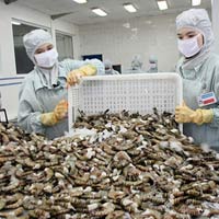 Thị trường - Tiêu dùng - Giá tôm nguyên liệu tăng cao