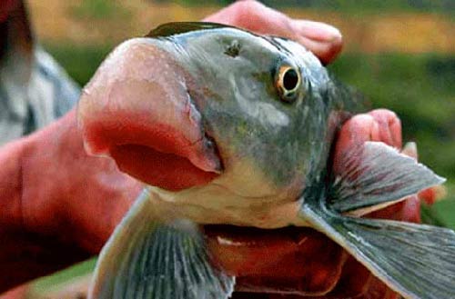 Bỏ hàng chục ngàn đô kiếm 'may mắn' - 3