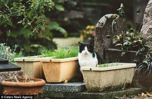 Nghĩa trang thú cưng nổi tiếng Hollywood - 10