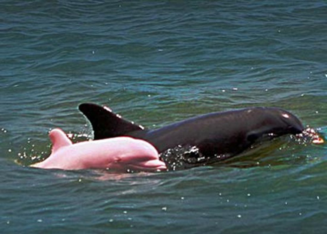 Một người đã chụp được hình ảnh con cá heo màu hồng đặc biệt này ở miền tây nam nước Mỹ.