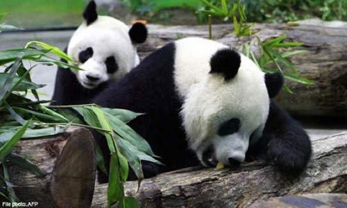 Những tác dụng kỳ lạ của... Viagra - 3