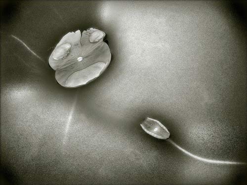 Những tác dụng kỳ lạ của... Viagra - 5