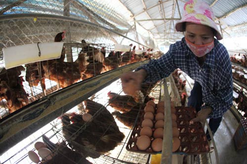 Tăng giá trứng: Người chăn nuôi không được lợi - 1