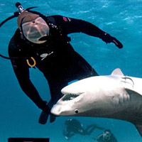 Ảnh đẹp: Thợ lặn bơi cùng cá mập hổ