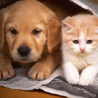 Sức khỏe đời sống - Ký sinh trùng vào cơ thể vì ... cưng chó mèo