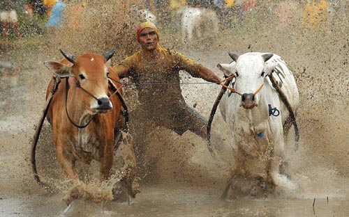 Ảnh đẹp: Thợ lặn bơi cùng cá mập hổ - 5