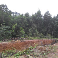 Tài chính - Bất động sản - Đua nhau chiếm đất lâm trường