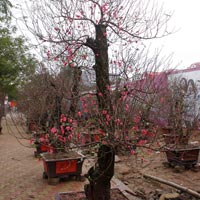 Thị trường - Tiêu dùng - Đào, quất Tết chuẩn bị hốt bạc