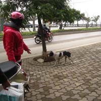 Thị trường - Tiêu dùng - Nuôi lợn, gà trong thành phố bị phạt tiền triệu