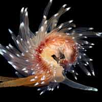 Tin tức trong ngày - Những sinh vật đẹp lạ kỳ dưới biển sâu