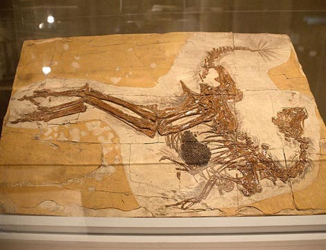 Khủng long học bay thế nào? - 2