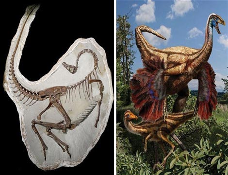 Khủng long học bay thế nào? - 3