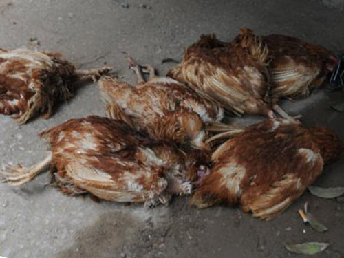 HN: Bắt 4 tấn nầm lợn, gà thải đang về Hà Vĩ - 4