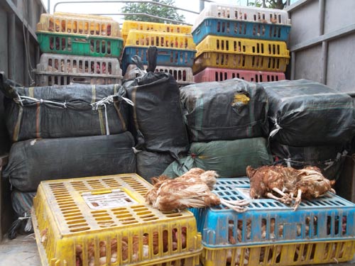 HN: Bắt 4 tấn nầm lợn, gà thải đang về Hà Vĩ - 2