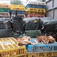 Tin tức trong ngày - HN: Bắt 4 tấn nầm lợn, gà thải đang về Hà Vĩ