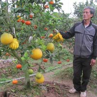 Tin tức trong ngày - Bí quyết của tác giả "1 cây 5 loại quả"