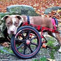Tin tức trong ngày - Mỹ: Chó đi bằng bánh xe dự phiên tòa xử chủ