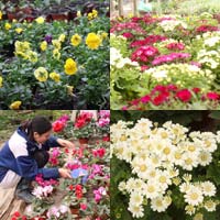 Bạn trẻ - Cuộc sống - Khu vườn xuân của sinh viên Nông nghiệp