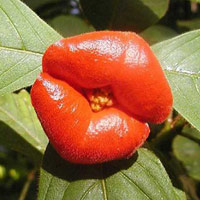 Phi thường - kỳ quặc - Loài hoa "nóng bỏng" nhất