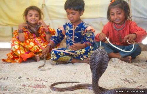 Trẻ vầy rắn hổ chúa: Chuyện nhỏ ở Ấn Độ - 1