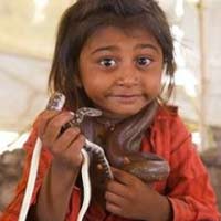 Tin tức trong ngày - Trẻ vầy rắn hổ chúa: Chuyện nhỏ ở Ấn Độ