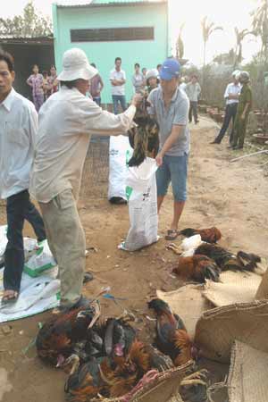 Bảo vệ dân phố xông vào nhà dân đập chết gà chọi - 2