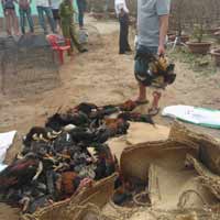 Tin Cần Thơ - Bảo vệ dân phố xông vào nhà dân đập chết gà chọi