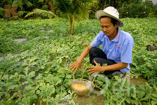 Hốt bạc tỷ từ dưa Mercedes, bưởi chữ nổi - 3