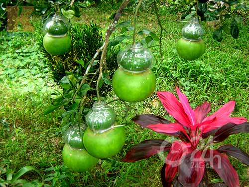 Hốt bạc tỷ từ dưa Mercedes, bưởi chữ nổi - 2