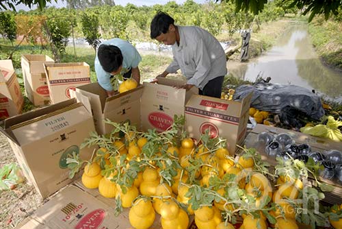 Hốt bạc tỷ từ dưa Mercedes, bưởi chữ nổi - 7