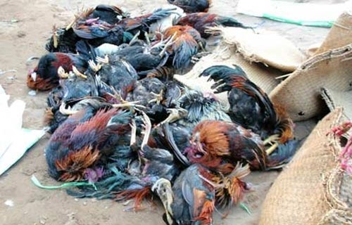 "Đập chết cả đàn gà là tàn nhẫn!" - 1