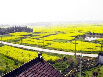 Lung linh 7 cánh đồng hoa cải đẹp nhất Trung Quốc - 1