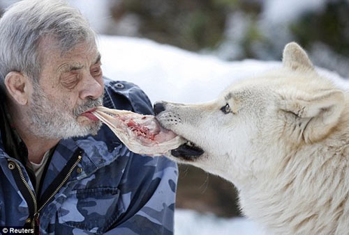 Người đàn ông mớm thức ăn cho sói dữ - 1