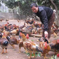 Thị trường - Tiêu dùng - “Chạy nước rút” chăm gà đồi Yên Thế