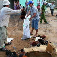 Tin tức trong ngày - Gí súng đập chết gà: CA phường xin lỗi