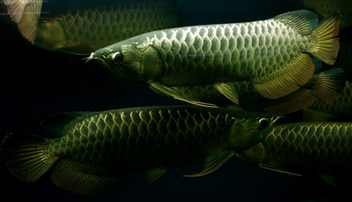 Vẻ đẹp hoang dại của cá rồng "thuần khiết VN" - 1