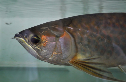 Vẻ đẹp hoang dại của cá rồng "thuần khiết VN" - 3