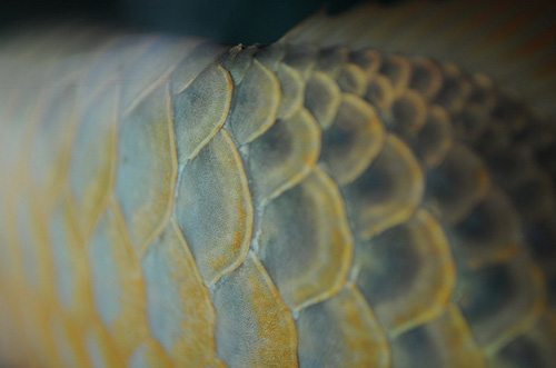 Vẻ đẹp hoang dại của cá rồng "thuần khiết VN" - 5