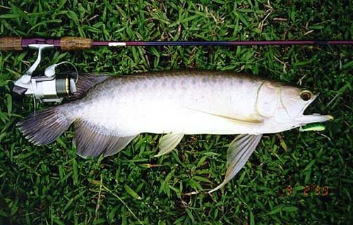 Vẻ đẹp hoang dại của cá rồng "thuần khiết VN" - 7