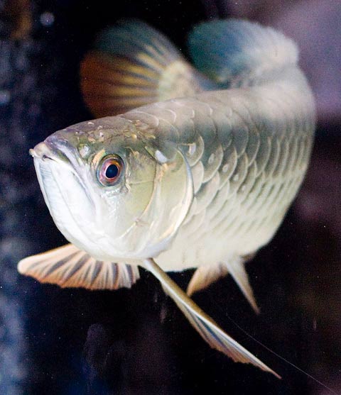 Vẻ đẹp hoang dại của cá rồng "thuần khiết VN" - 9