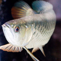 Tin tức trong ngày - Vẻ đẹp hoang dại của cá rồng "thuần khiết VN"