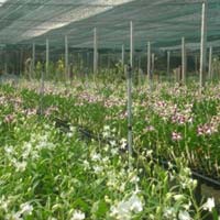 Thị trường - Tiêu dùng - Giá hoa lan dự kiến tăng 20%