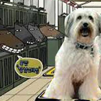 Phi thường - kỳ quặc - Video: Cún nhảy Gangnam Style