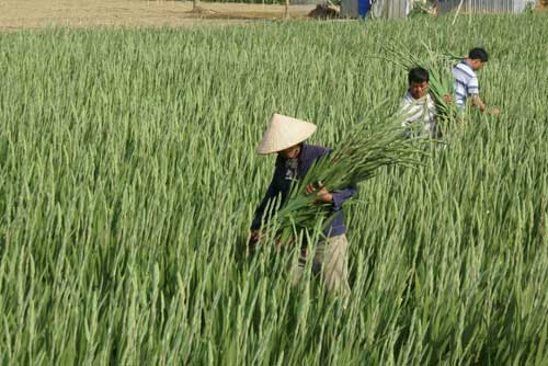 Hoa tết Đà Lạt: Kẻ cười, người khóc - 2