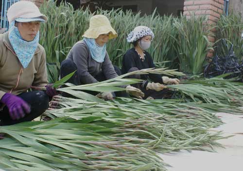 Hoa tết Đà Lạt: Kẻ cười, người khóc - 3